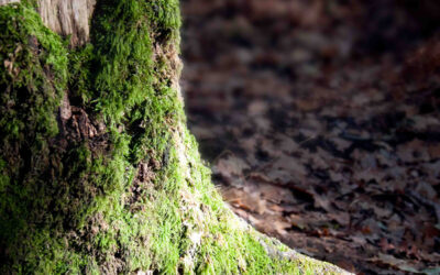 Comment sont nés mes bijoux féeriques, quelque part entre rêve et forêt
