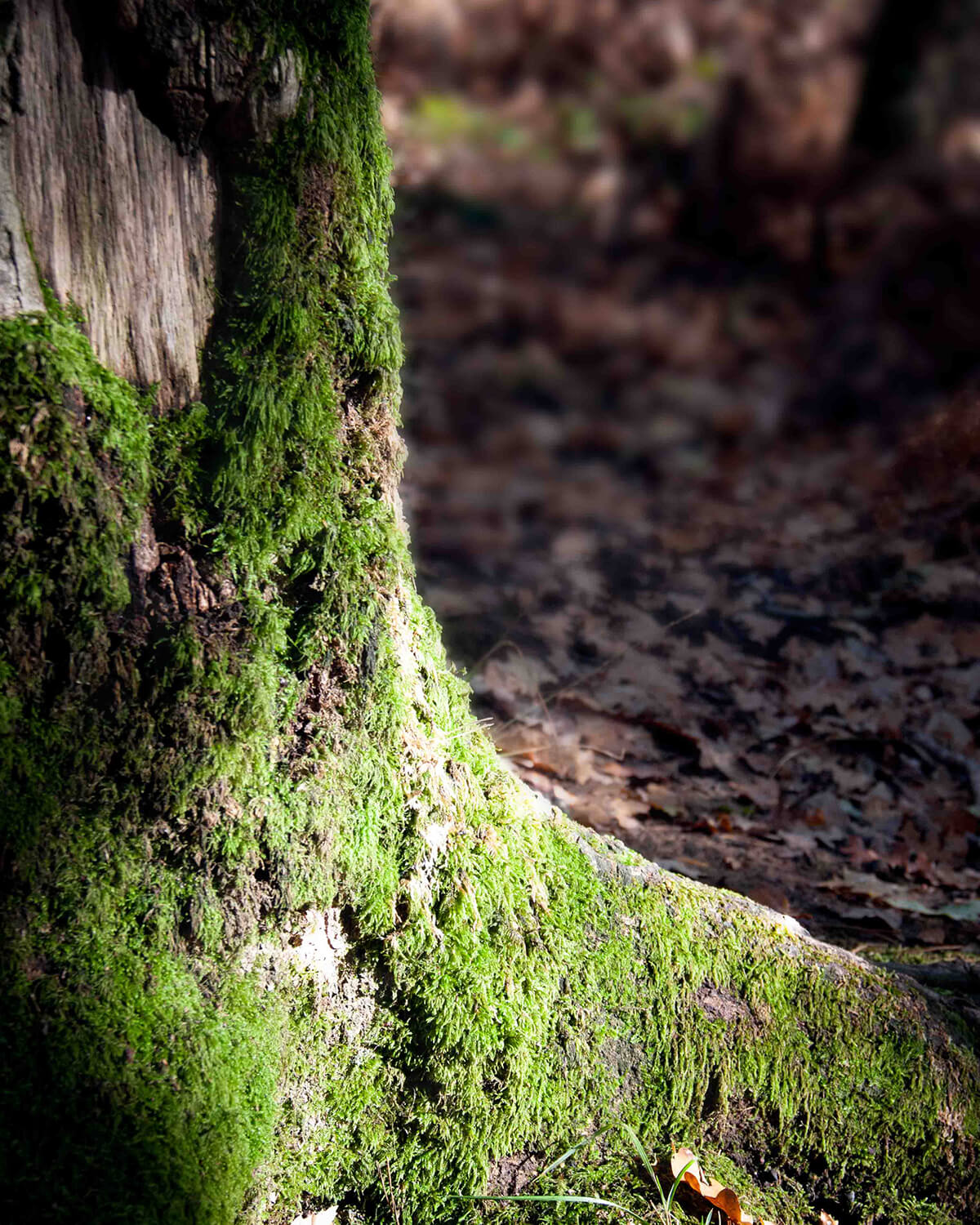 Tronc moussu en forêt de Brocéliande – naissance de mes bijoux féeriques
