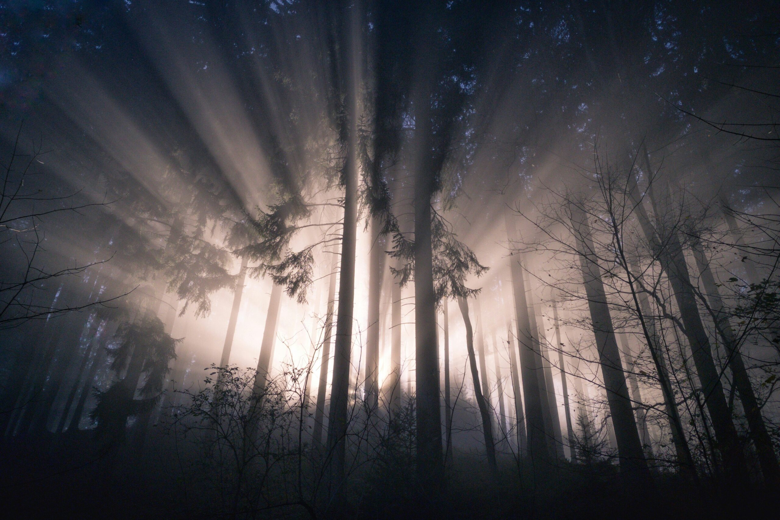 Forêt de Brocéliande traversée de rayons de lumière, symbole de la naissance de Merlin entre ombre et clarté